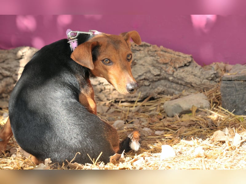 Zeigst du Lenny wie schön das Hundeleben sein kann?