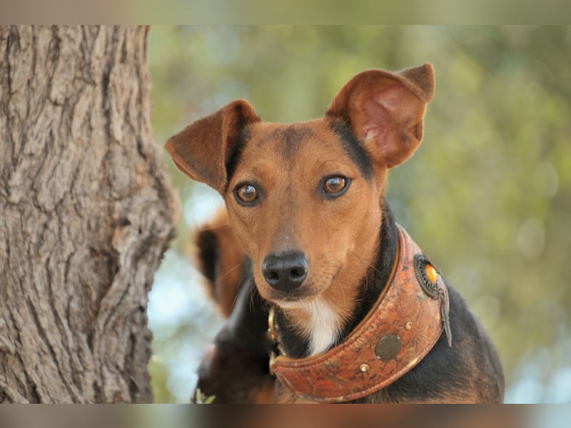 Zeigst du Lenny wie schön das Hundeleben sein kann?