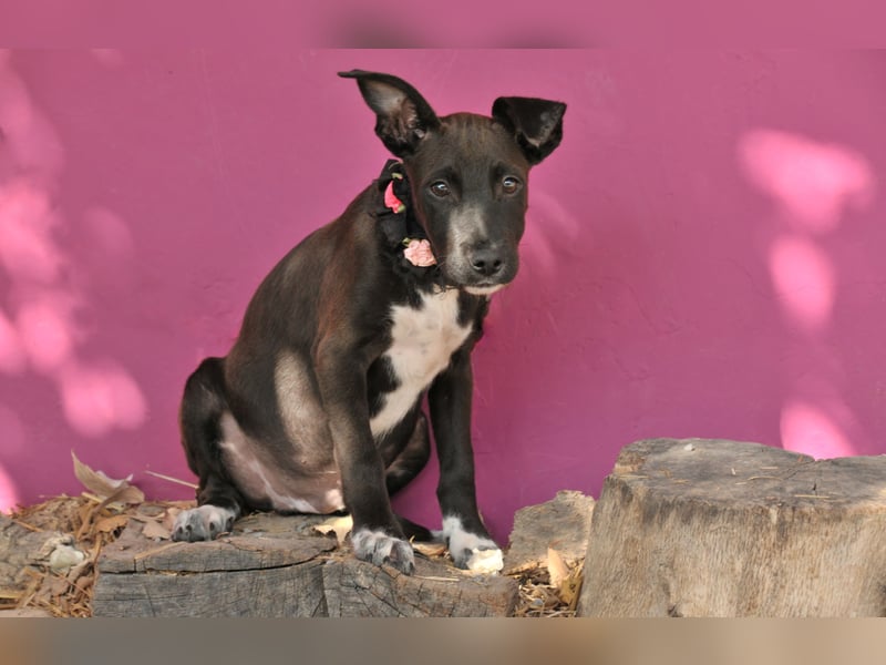 Zeigen Sie Raul, wie es ist, geliebt zu werden?