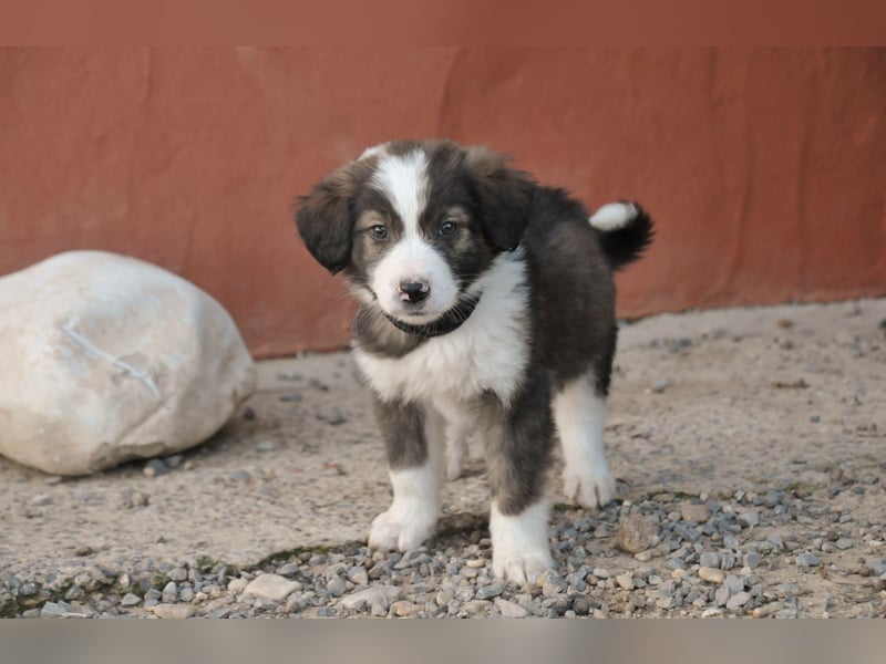 Wer möchte Rob beim Großwerden begleiten?