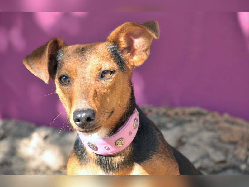 Zeigst du Lenny wie schön das Hundeleben sein kann?