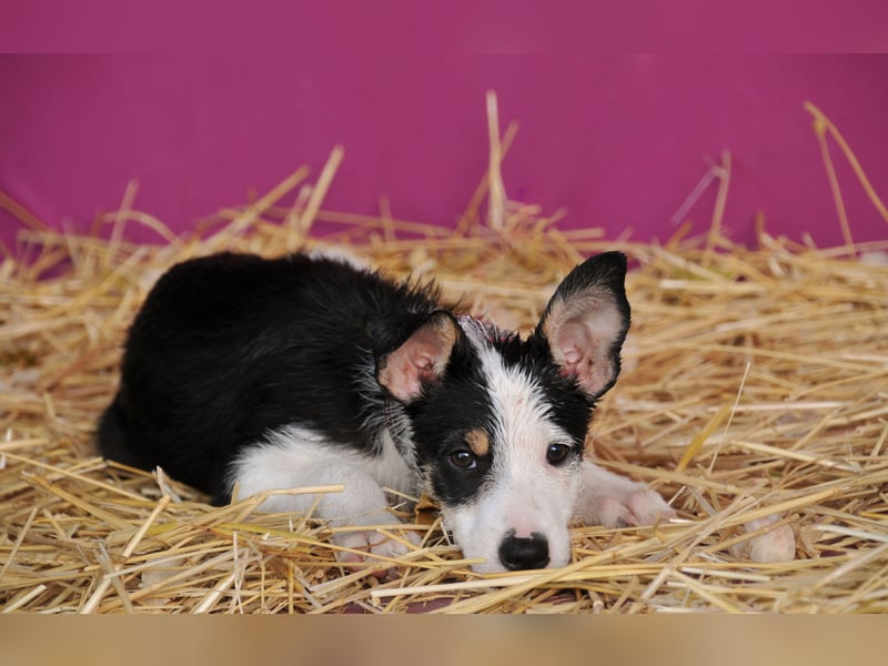 Wer schenkt Lourdes das Zuhause, von dem jedes Hundekind träumt?