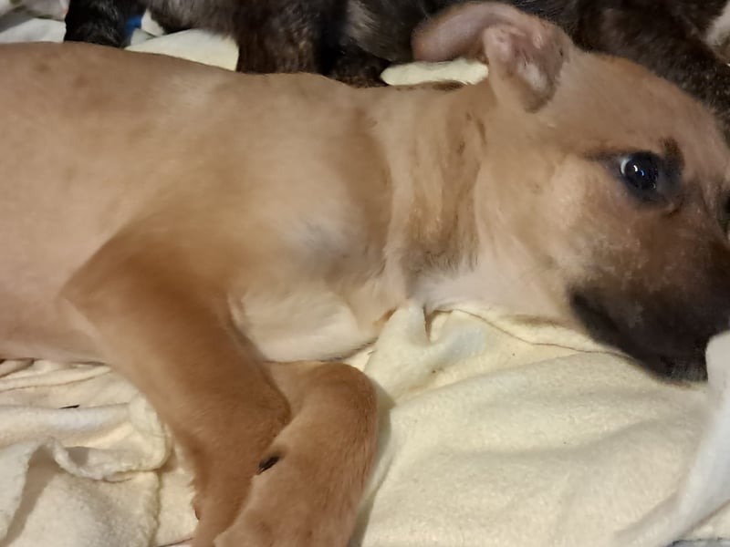 Darf Giselle ihr kleines Herz bei dir groß werden lassen?