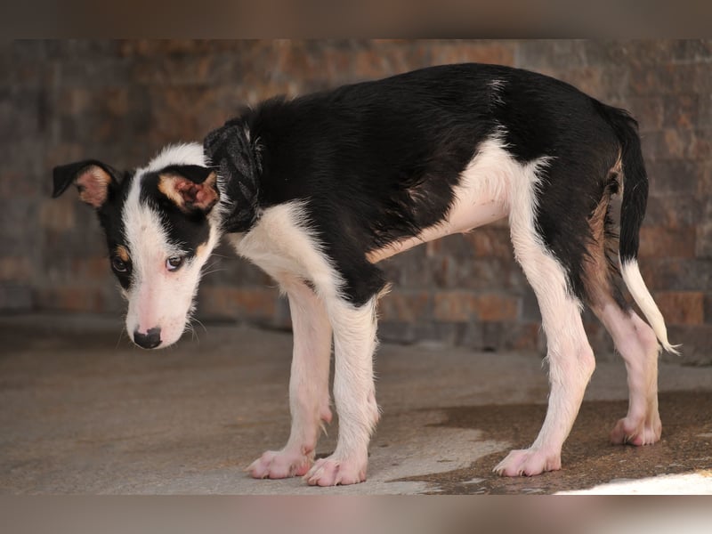 Wer schenkt Lourdes das Zuhause, von dem jedes Hundekind träumt?