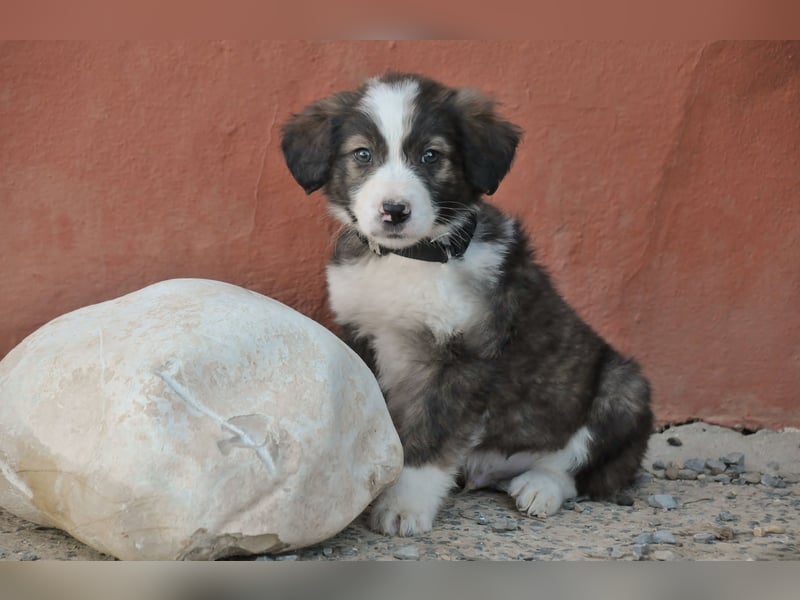 Wer möchte Rob beim Großwerden begleiten?