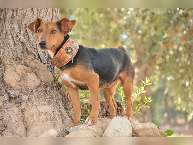 Zeigst du Lenny wie schön das Hundeleben sein kann?