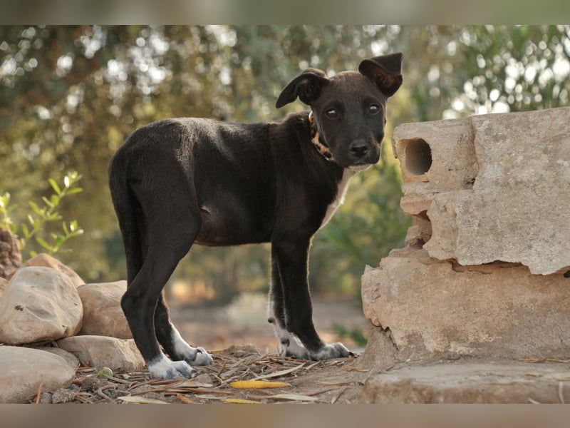 Zeigen Sie Raul, wie es ist, geliebt zu werden?