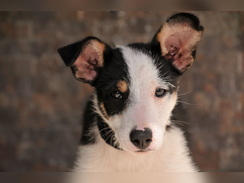 Wer schenkt Lourdes das Zuhause, von dem jedes Hundekind träumt?