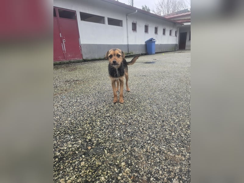 Wer schenkt Vivy die Chance auf ein Leben voller Geborgenheit und gemeinsamer Momente?