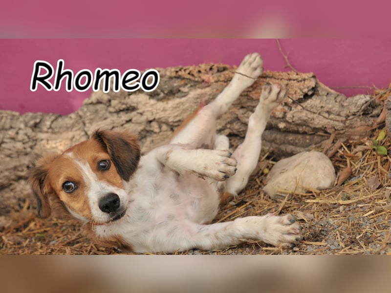 Wird Rhomeo dein Herz erobern und bei dir das Zuhause finden, nach dem er sich so sehr sehnt?