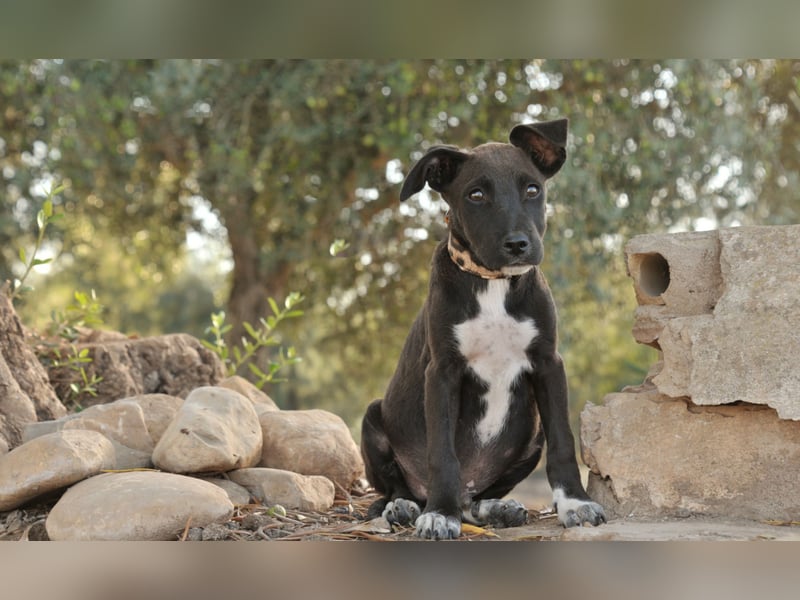 Zeigen Sie Raul, wie es ist, geliebt zu werden?