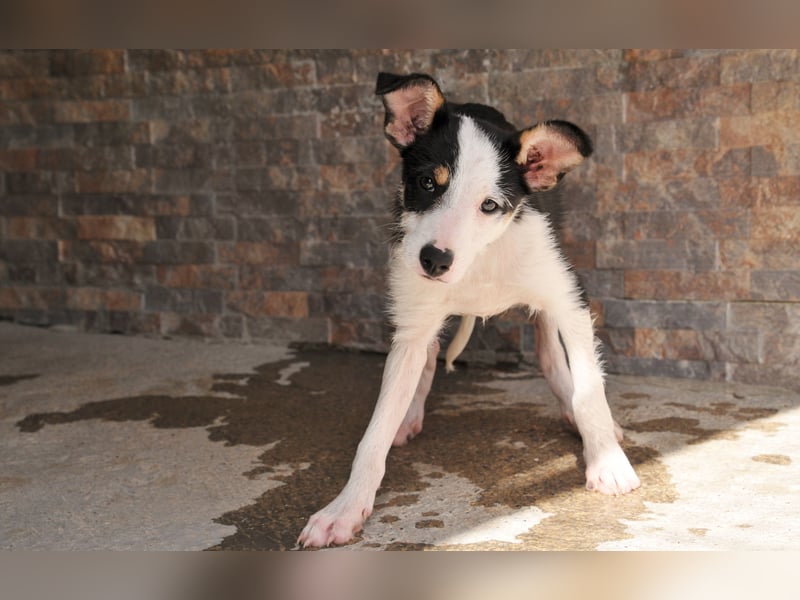 Wer schenkt Lourdes das Zuhause, von dem jedes Hundekind träumt?