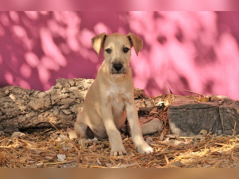 Zeigen Sie Rafael wie schön ein Zuhause ist?