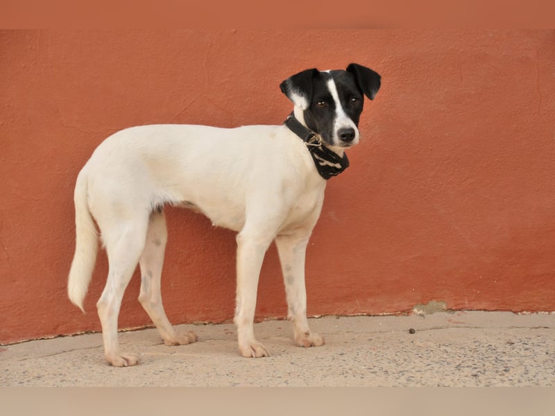 Sind Sie bereit Letty Liebe und Sicherheit zu schenken?