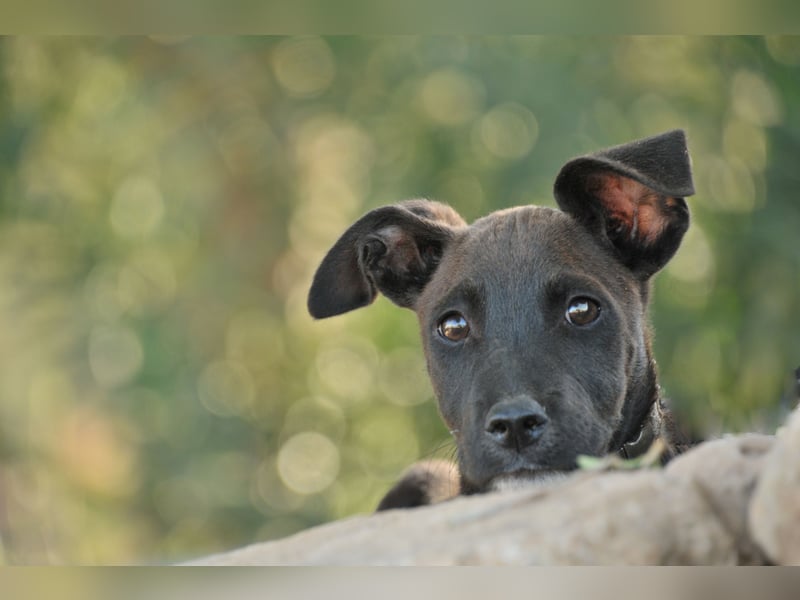 Zeigen Sie Raul, wie es ist, geliebt zu werden?