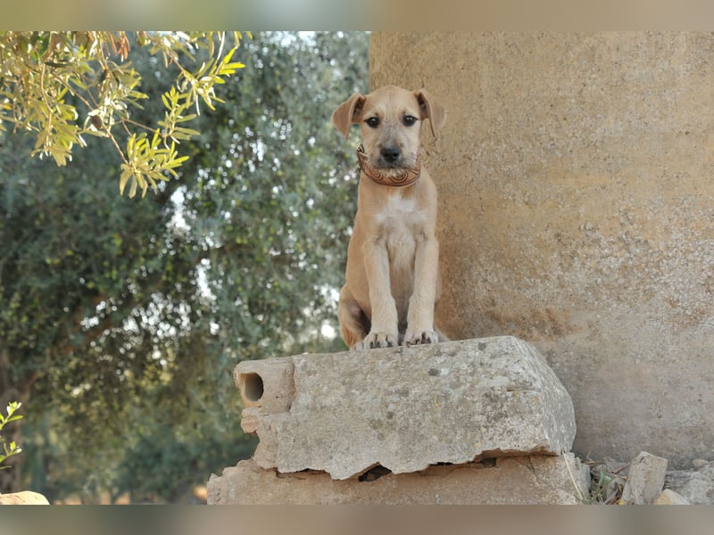 Zeigen Sie Rafael wie schön ein Zuhause ist?