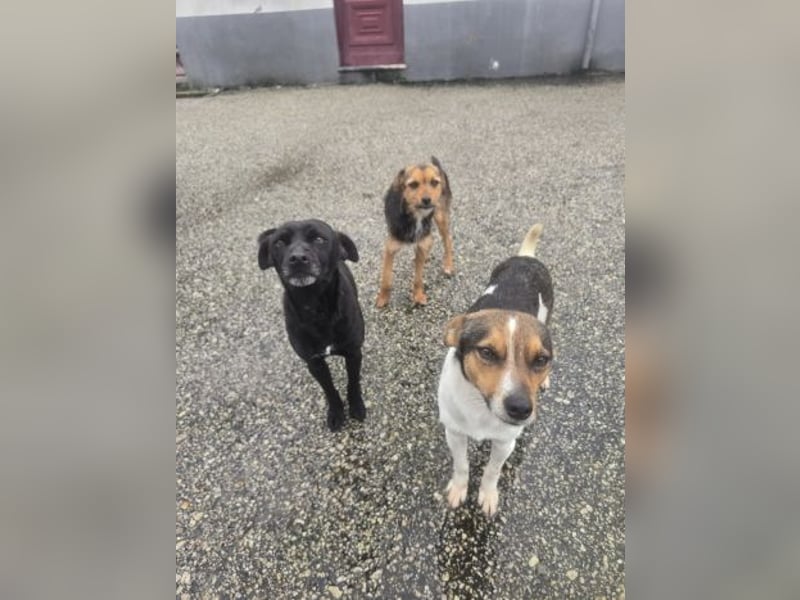 Wer zeigt Vinci wie schön ein eigenes Zuhause sein kann?