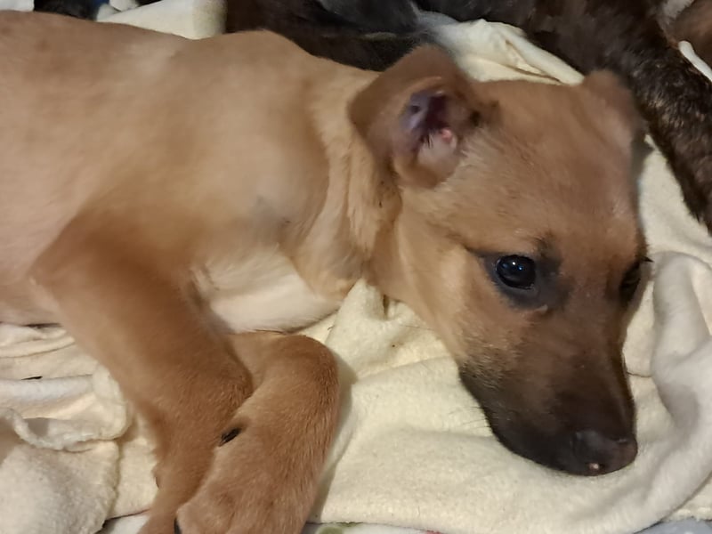 Darf Giselle ihr kleines Herz bei dir groß werden lassen?