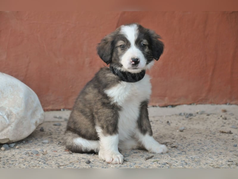 Wer möchte Rob beim Großwerden begleiten?
