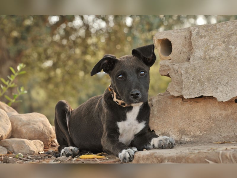 Zeigen Sie Raul, wie es ist, geliebt zu werden?