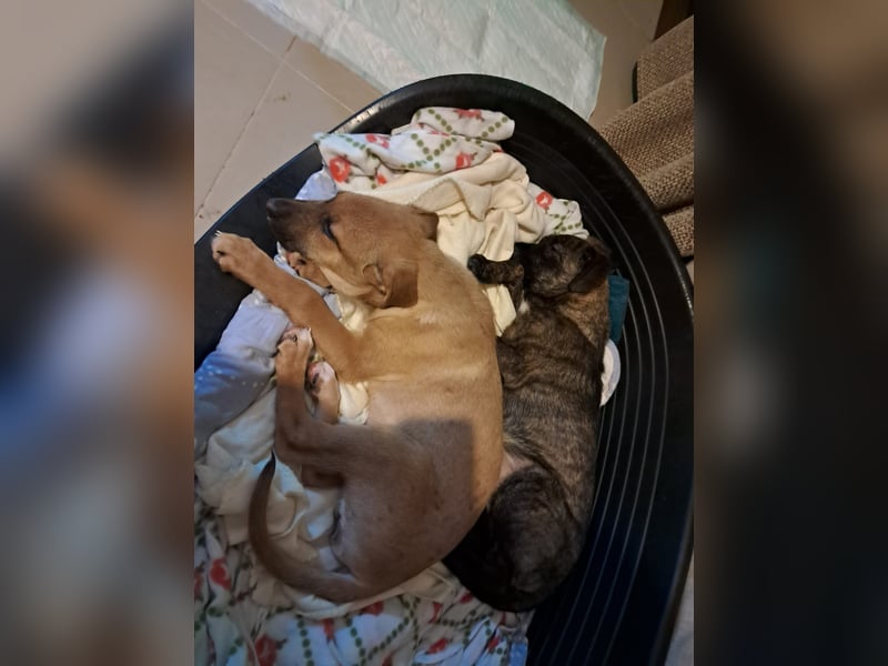 Darf Giselle ihr kleines Herz bei dir groß werden lassen?