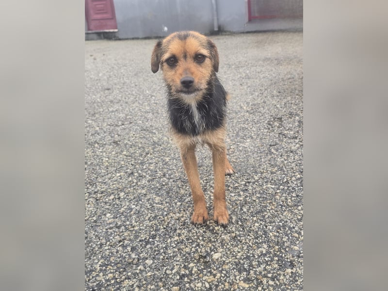 Wer schenkt Vivy die Chance auf ein Leben voller Geborgenheit und gemeinsamer Momente?