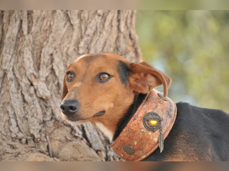 Zeigst du Lenny wie schön das Hundeleben sein kann?