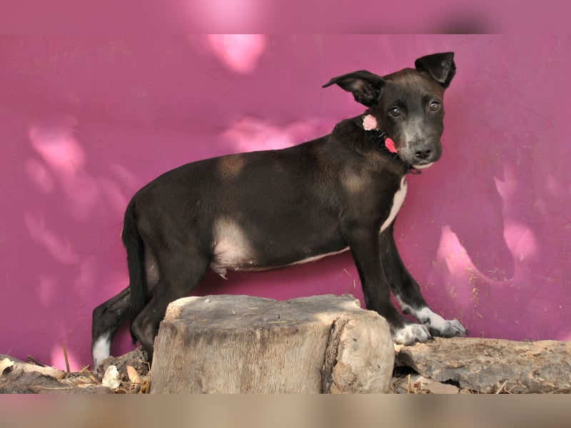 Zeigen Sie Raul, wie es ist, geliebt zu werden?