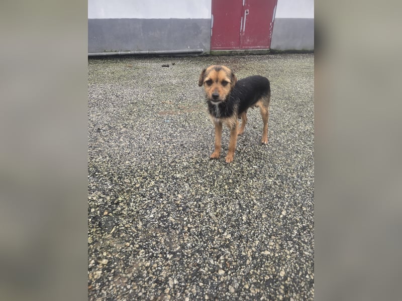 Wer schenkt Vivy die Chance auf ein Leben voller Geborgenheit und gemeinsamer Momente?