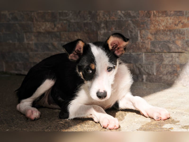 Wer schenkt Lourdes das Zuhause, von dem jedes Hundekind träumt?
