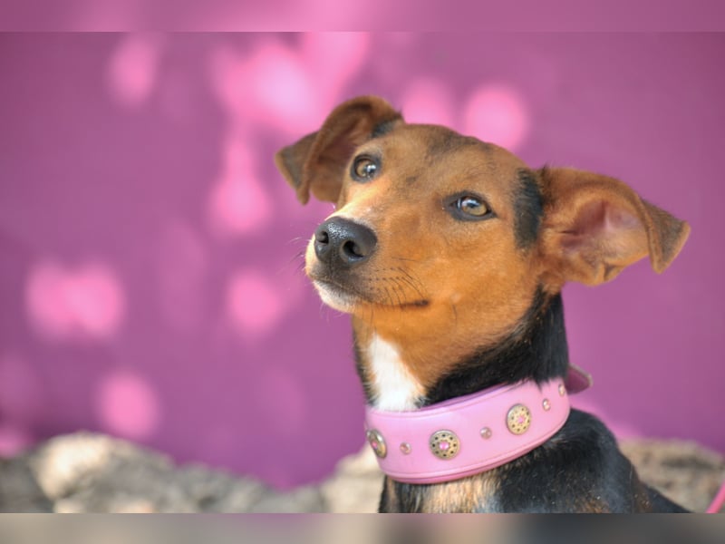 Zeigst du Lenny wie schön das Hundeleben sein kann?