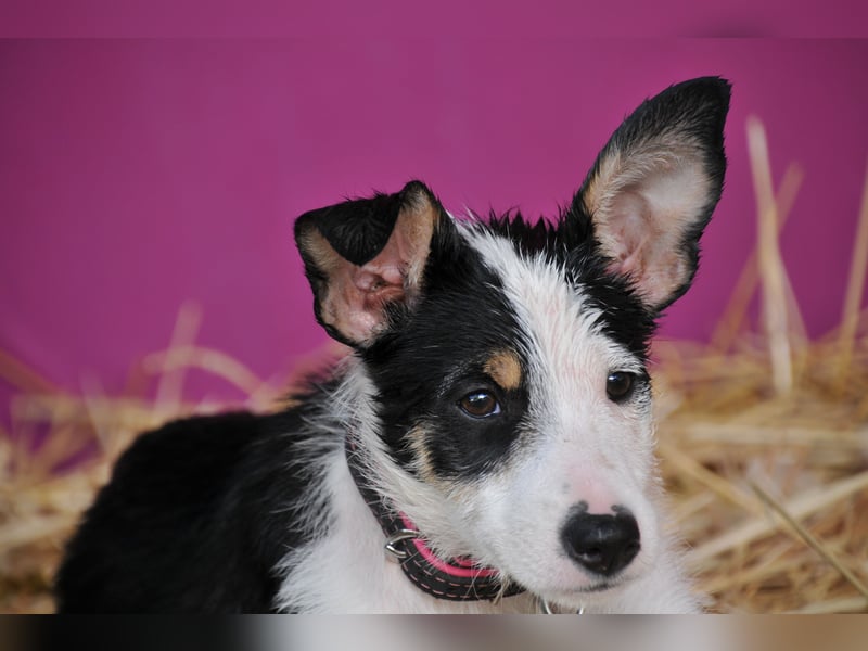 Wer schenkt Lourdes das Zuhause, von dem jedes Hundekind träumt?