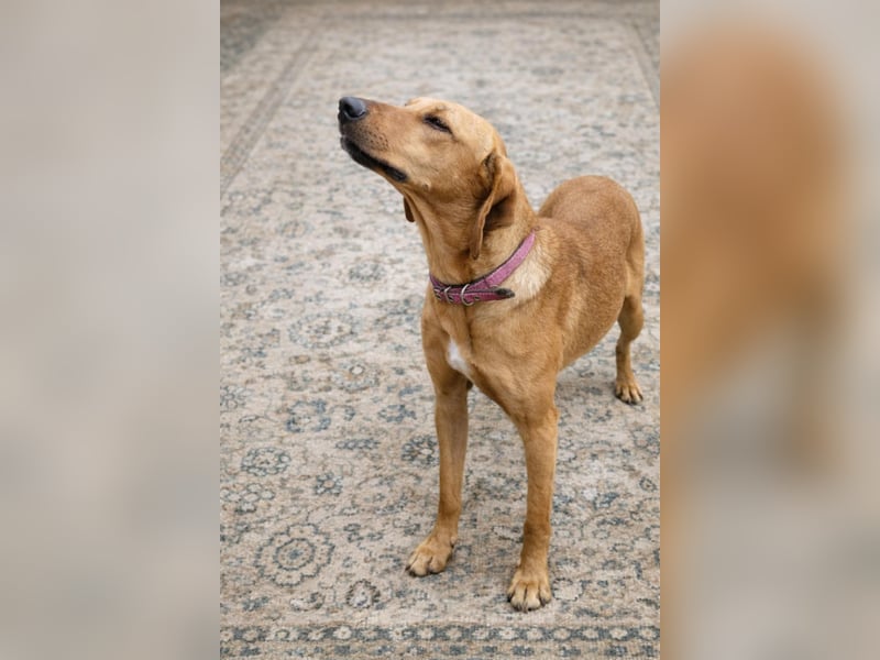 Nati – junge Hündin sucht ihr Für-immer-Zuhause