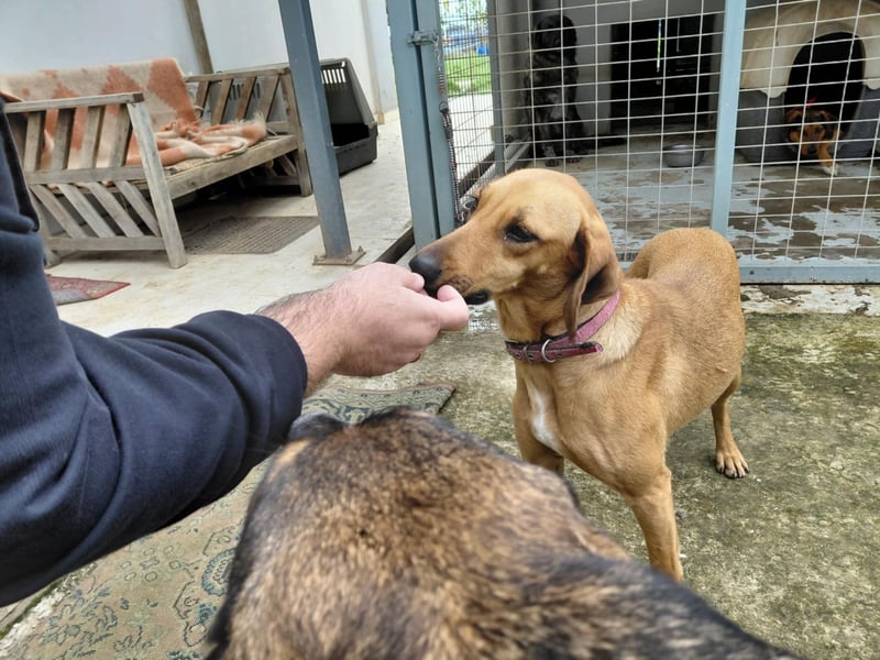 Nati – junge Hündin sucht ihr Für-immer-Zuhause