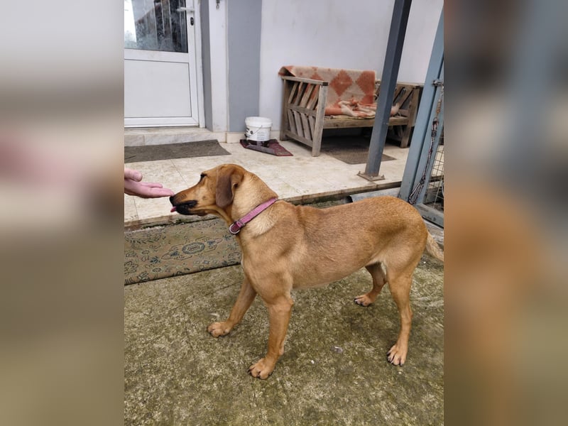 Nati – junge Hündin sucht ihr Für-immer-Zuhause