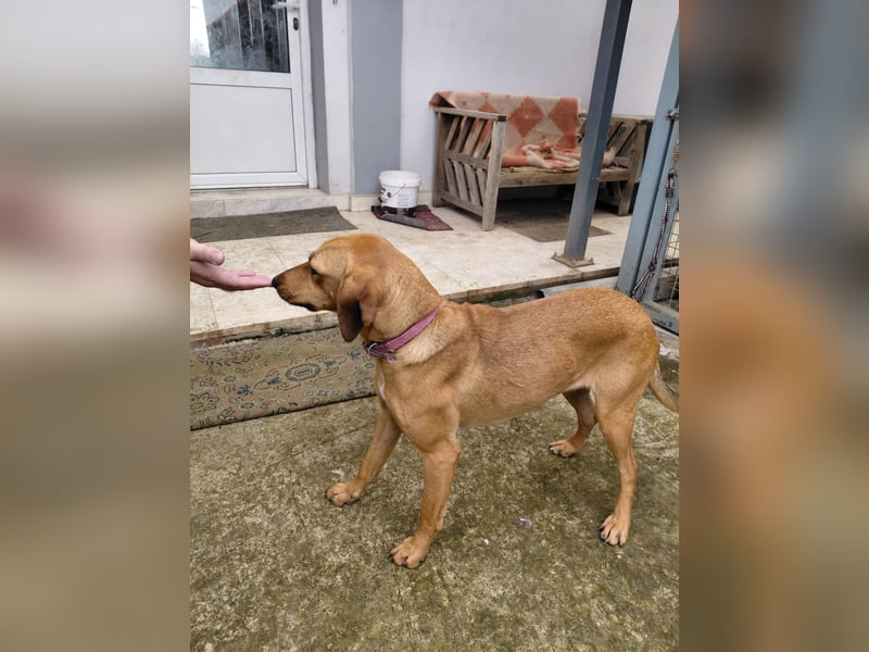 Nati – junge Hündin sucht ihr Für-immer-Zuhause