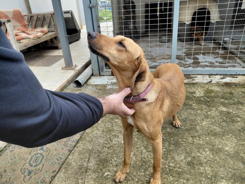 Nati – junge Hündin sucht ihr Für-immer-Zuhause