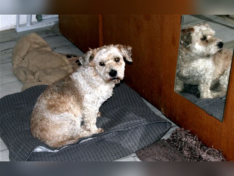 Marley, lustiger Terriermix sucht neuen Wirkungskreis