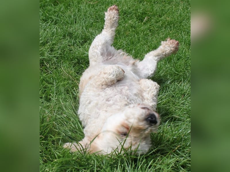 Marley, lustiger Terriermix sucht neuen Wirkungskreis