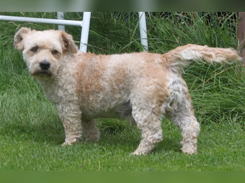 Marley, lustiger Terriermix sucht neuen Wirkungskreis