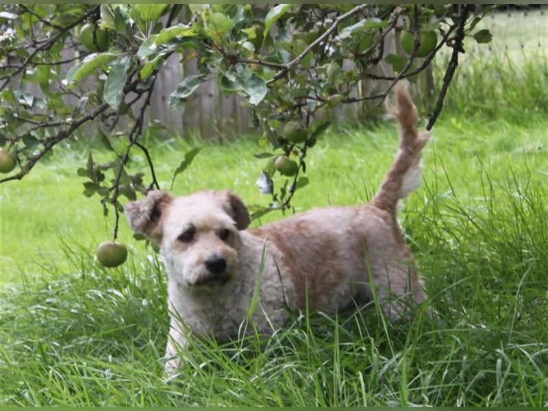 Marley, lustiger Terriermix sucht neuen Wirkungskreis