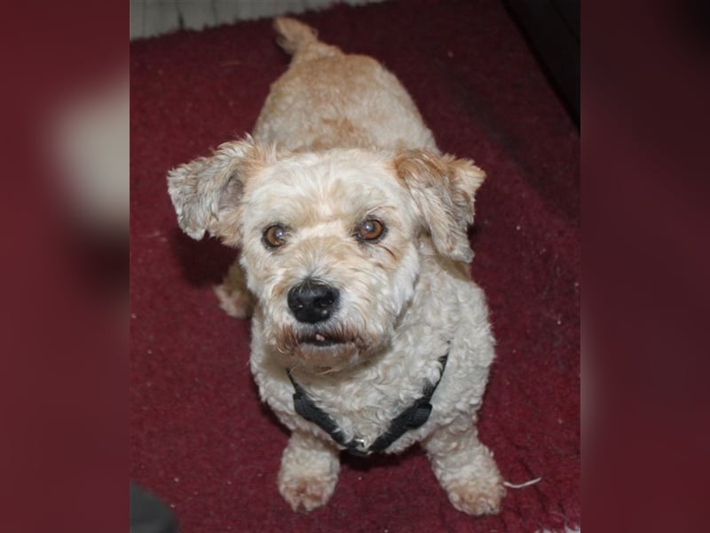 Marley, lustiger Terriermix sucht neuen Wirkungskreis