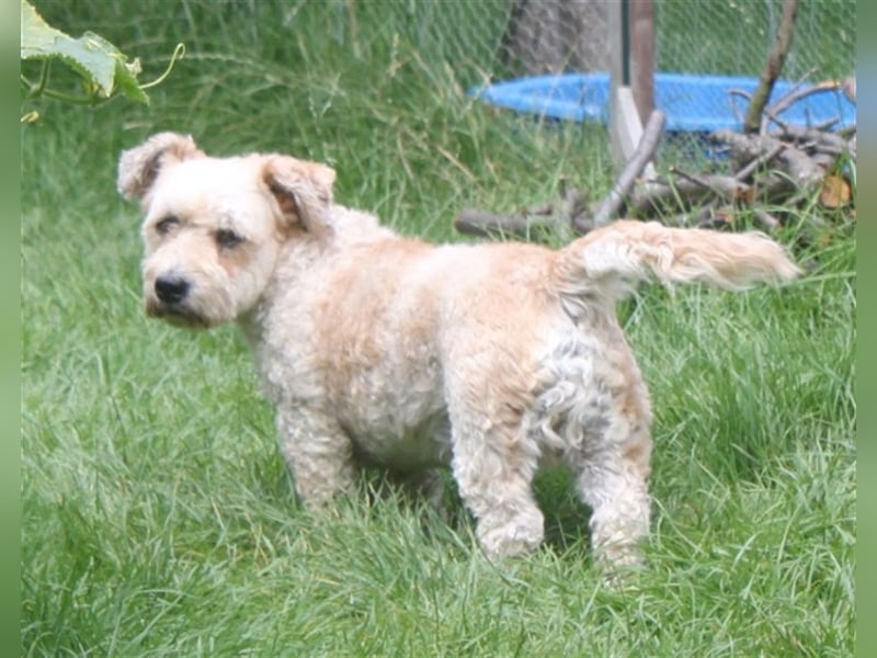 Marley, lustiger Terriermix sucht neuen Wirkungskreis