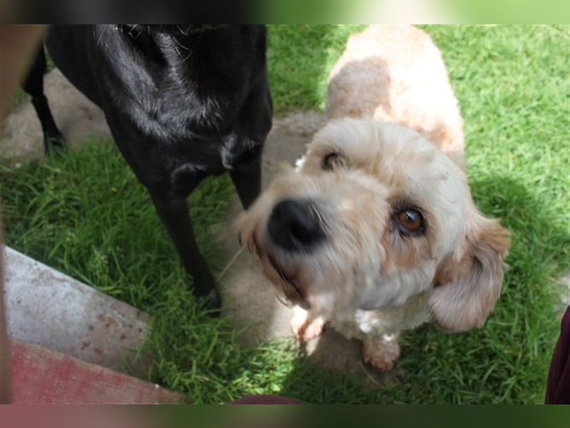 Marley, lustiger Terriermix sucht neuen Wirkungskreis