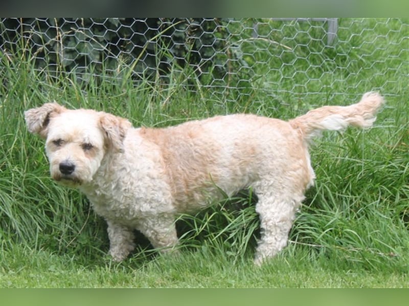 Marley, lustiger Terriermix sucht neuen Wirkungskreis