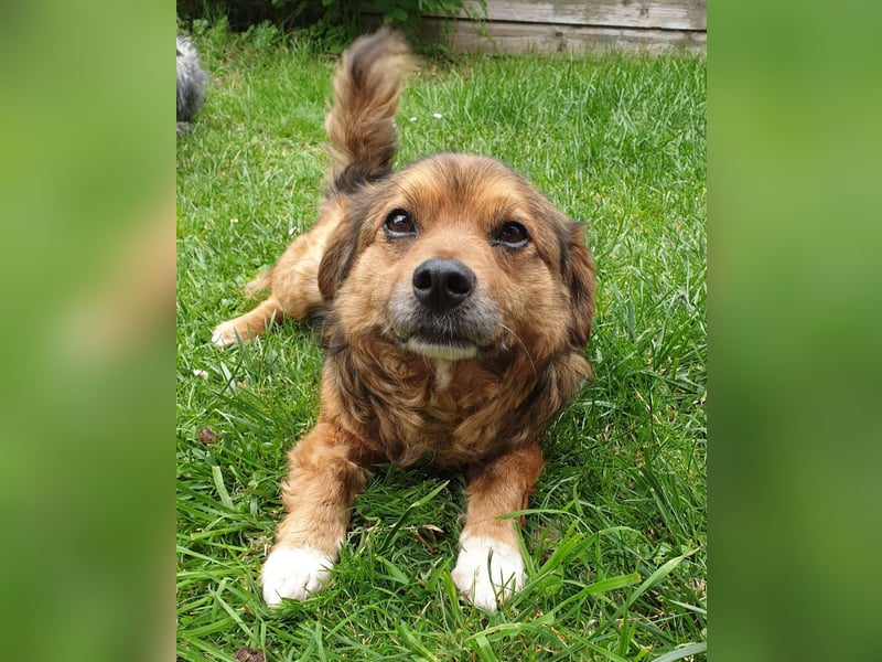 Charlie - ein Engel auf 4 Pfoten
