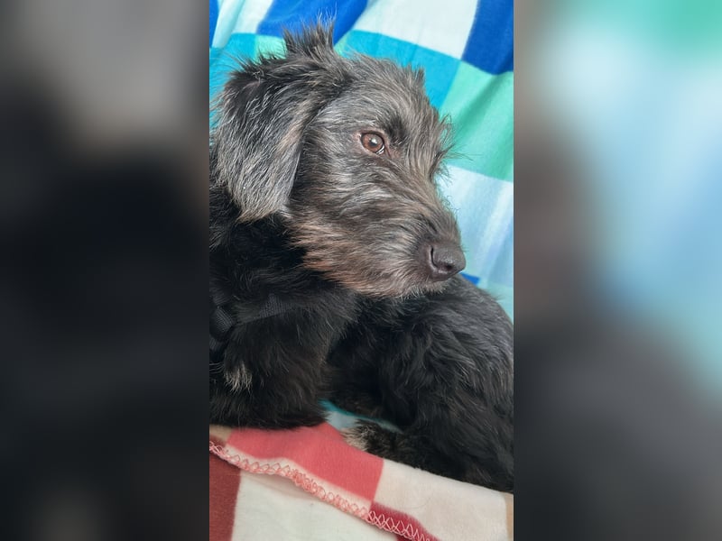 Pippin, liebes Mädchen