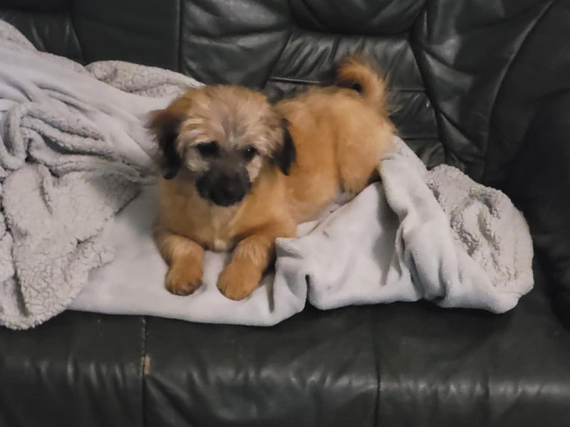 Sina, bezauberndes Wollknäuel