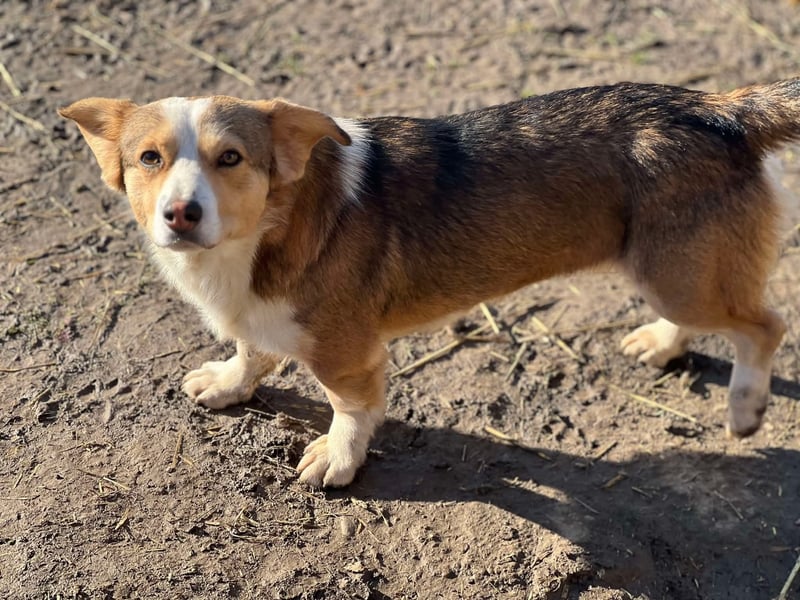 Hugo, Schmusehund, 1,5 Jahre alt