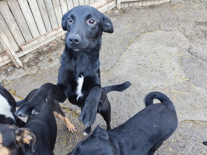 Miro, kleiner süßer Rüde